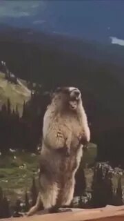 Кричащий бобер видео