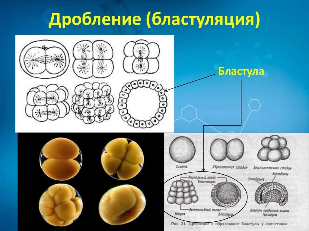 Онтогенез картинка. Дробление яйцеклетки ланцетника. Дробление Бластуляция. Дробление и образование бластулы. Бластула рисунок биология.