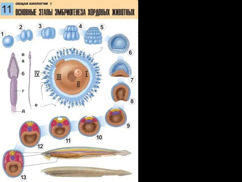 Схема эмбриогенеза ланцетника название какой его стадии. Эмбриогенез ланцетника. Схема эмбрионального развития ланцетника. Эмбриогенез хордовых. Этапы эмбриогенеза хордовых.