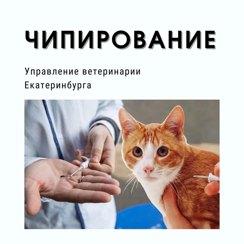 Чипирование это. Чипирование животных. чипирование собак. чипирование котов. чипирование кота и собаки.