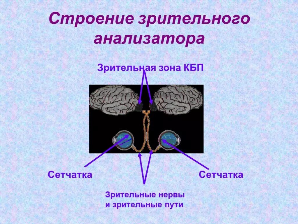 Строение зрительного анализатора. Зрительный анализатор КБП. Структура зрительного анализатора. Рецепторы зрительного анализатора. Строение анализатора.