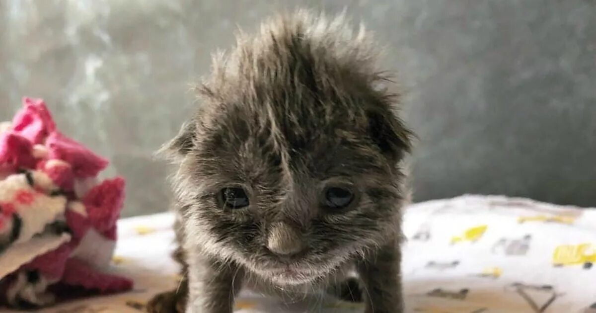 Бездомный кот. Бездомные котята. Уличный котенок. Бездомные котята. Брошенные маленькие котята.