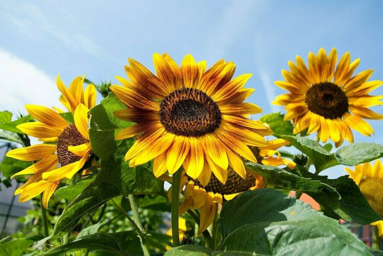 Подсолнух значение. Helianthus annuus. Подсолнух цветок. Цветы похожие на подсолнух. Цветы похожие на Подсолнухи название.