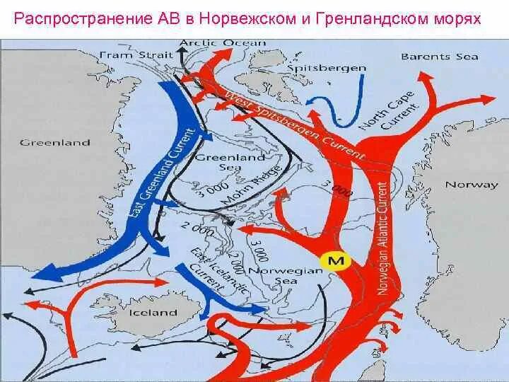 Западные берега теплые и холодные течения. Норвегия Гольфстрим теплое течение. Нордкапское течение и Гольфстрим. Течения Северного Ледовитого океана на карте. Нордкапское течение на карте мира.