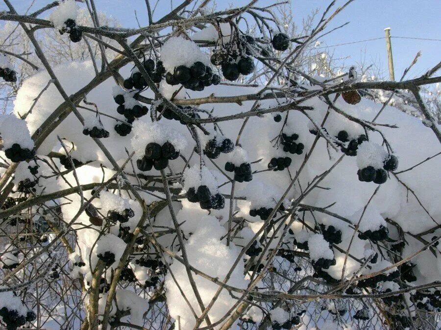 Дерево растет зимой. Арония черноплодная зимой. Черная рябина арония зимой. Ветка черноплодной рябины. Арония черноплодная куст зимой.