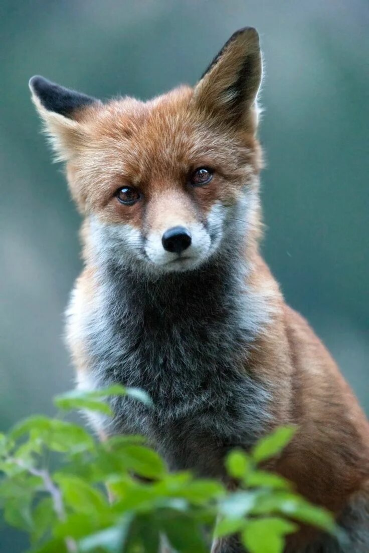 Лисица. Животные лиса. Красивые лисы. Дикая лиса. Fox wild