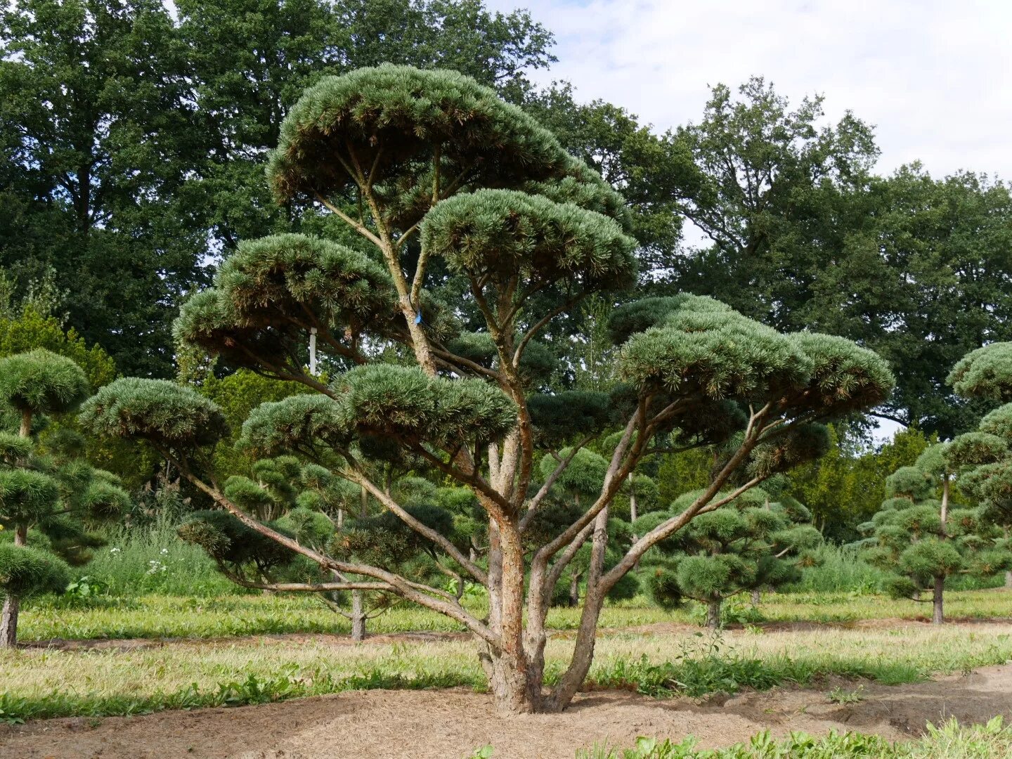 Сосна пылала. Сосна обыкновенная Watereri. Сосна обыкновенная Ватерери Pinus Sylvestris Watereri. Pinus Sylvestris (сосна обыкновенная) "Watereri". Сосна обыкновенная (Pinus Sylvestris) ниваки.