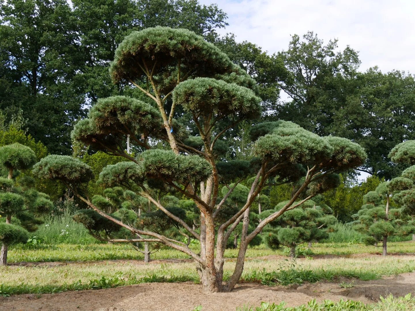 Сосна обыкновенная Watereri. Сосна обыкновенная Ватерери Pinus Sylvestris Watereri. Pinus Sylvestris (сосна обыкновенная) "Watereri". Сосна обыкновенная (Pinus Sylvestris) ниваки. Сосна ватерери купить