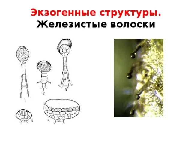 Жгучий волосок листа крапивы. Внешние выделительные ткани железистые волоски. Ткани внешней секреции. Железистые волоски строение. Железистые волоски строение.
