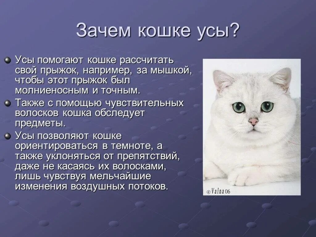 Презентация на тему кошки. Для чего коту усы?. Зачем коту нужны усы. Зачем кошка. Почему кошка любимое животное