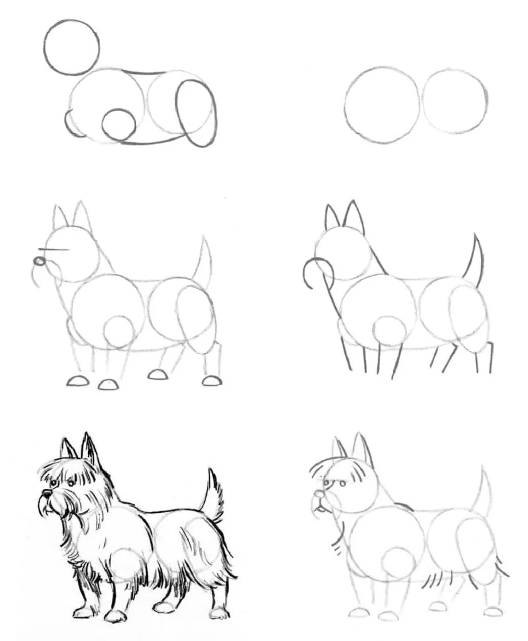 Схема собаки рисунок. Поэтапное рисование собаки. Схема рисования собаки для дошкольников. Пошаговое рисование собаки. Рисунок собаки карандашом для детей.