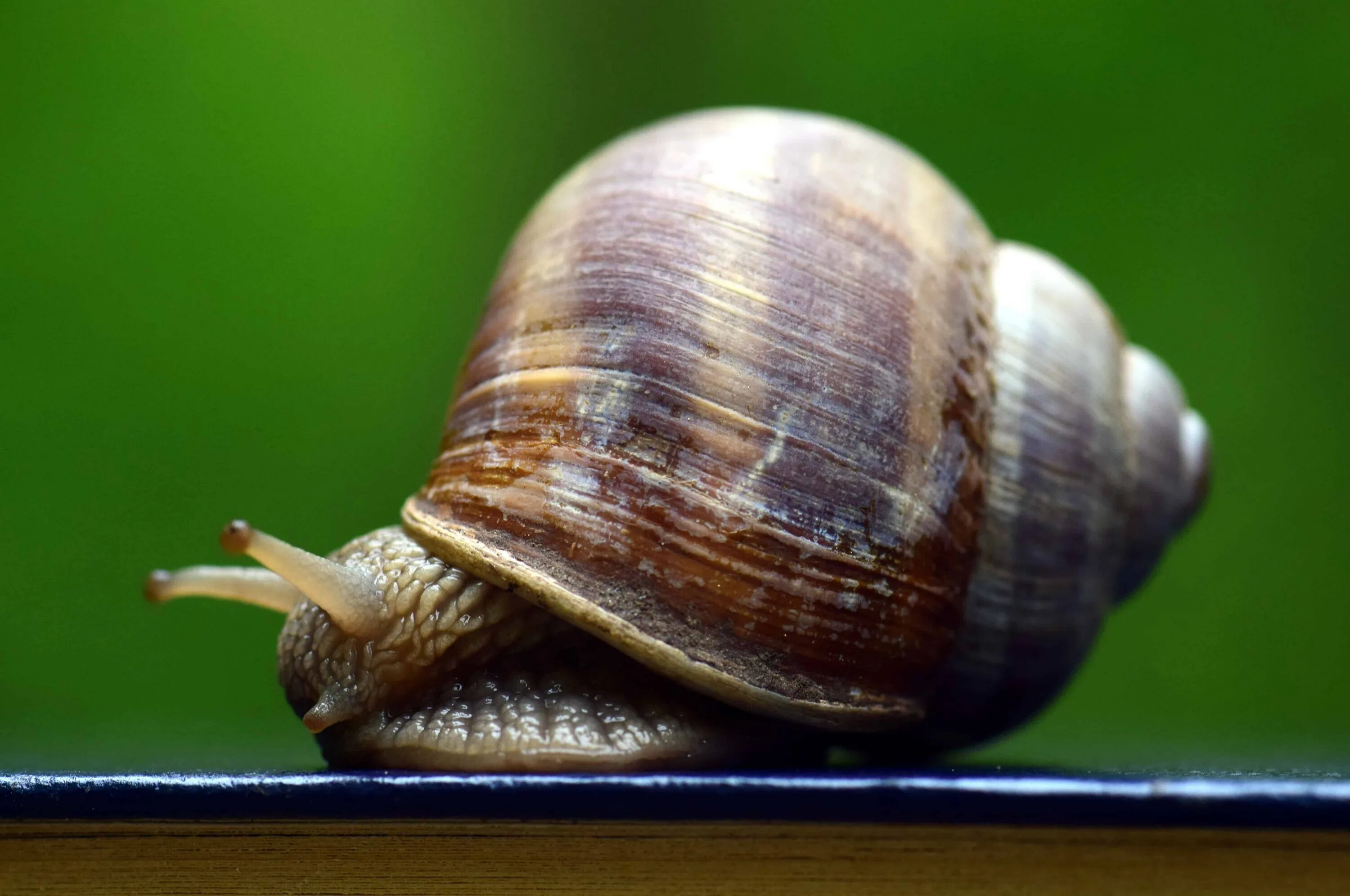 Брюхоногие моллюски малый прудовик. 3 малый прудовик. Речная улитка прудовик. Моллюск малый прудовик. Улитка прудовик обыкновенный.