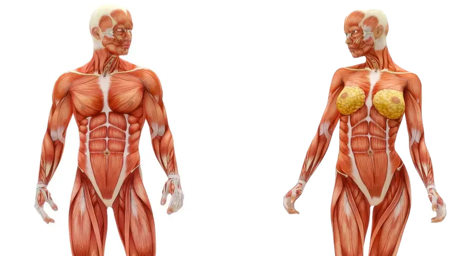 Анатомия картинки. Анатомия тела. Человеческое тело. Мышцы.