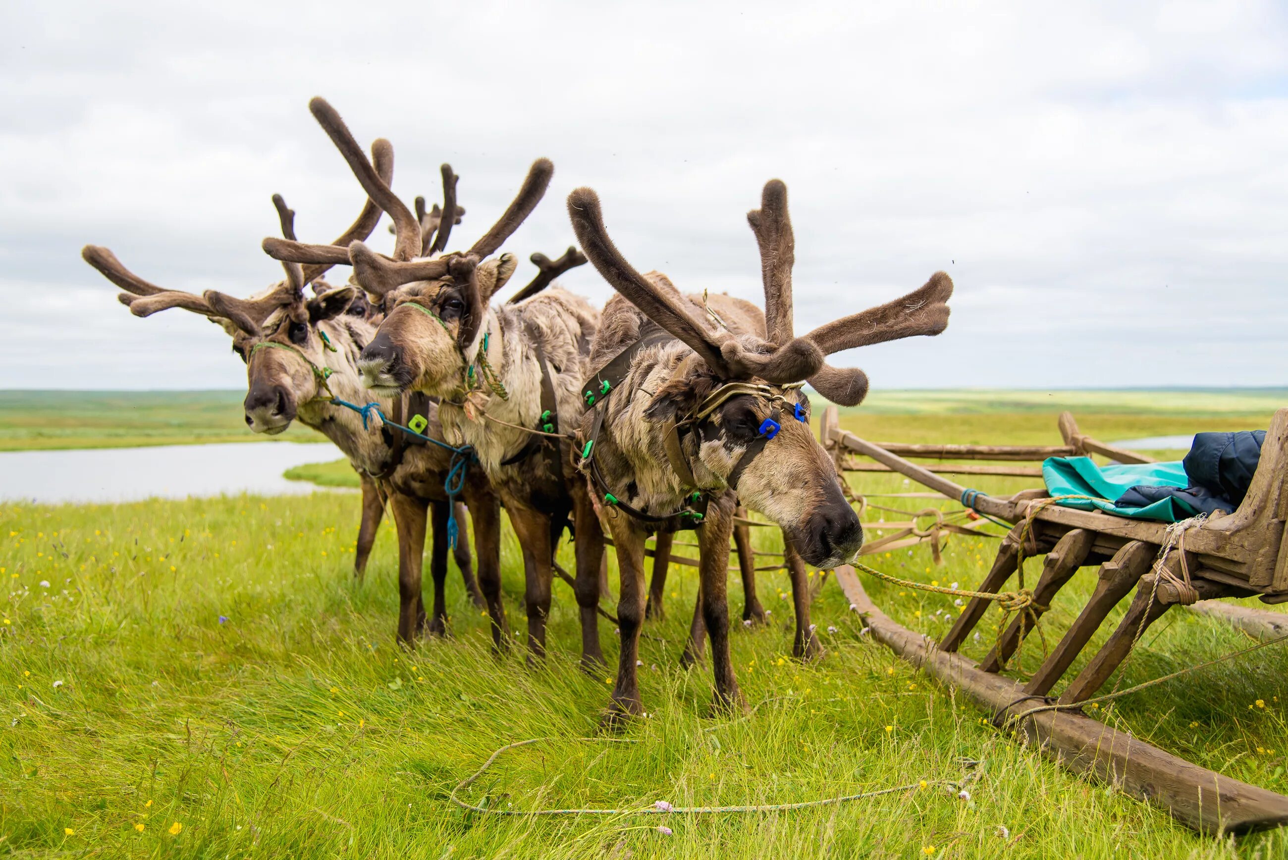 выпас оленей. воркута тундра оленеводы. оленеводство хабаровск. оленеводство янао. северные олени ненецкий автономный округ.