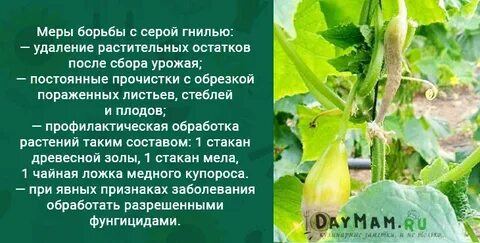 Причина горьких огурцов в теплице