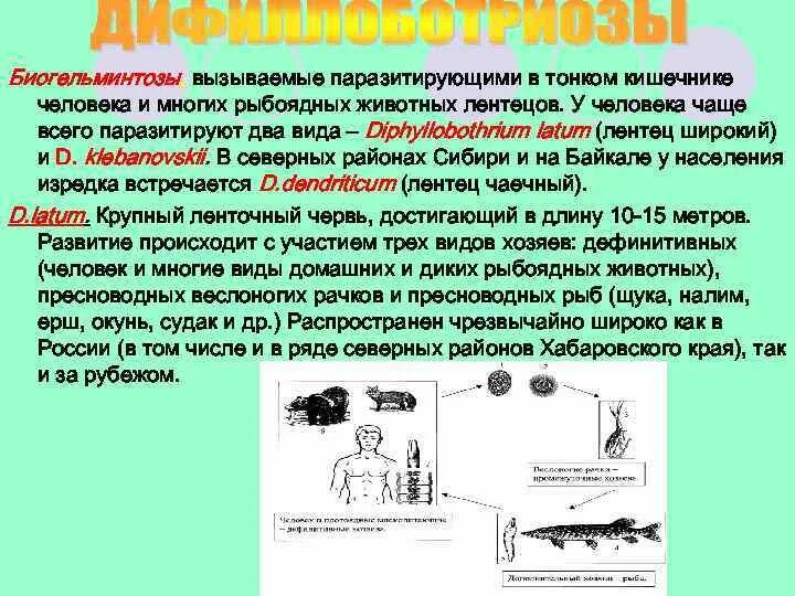 Биогельминтозы схема передачи. Промежуточный хозяин биогельминтоз. Биогельминтоз геогельминтоз. Биогельминтозы