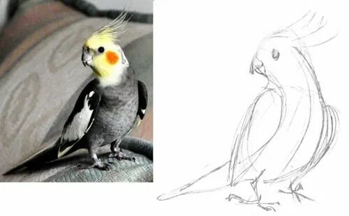 Корела рисунок