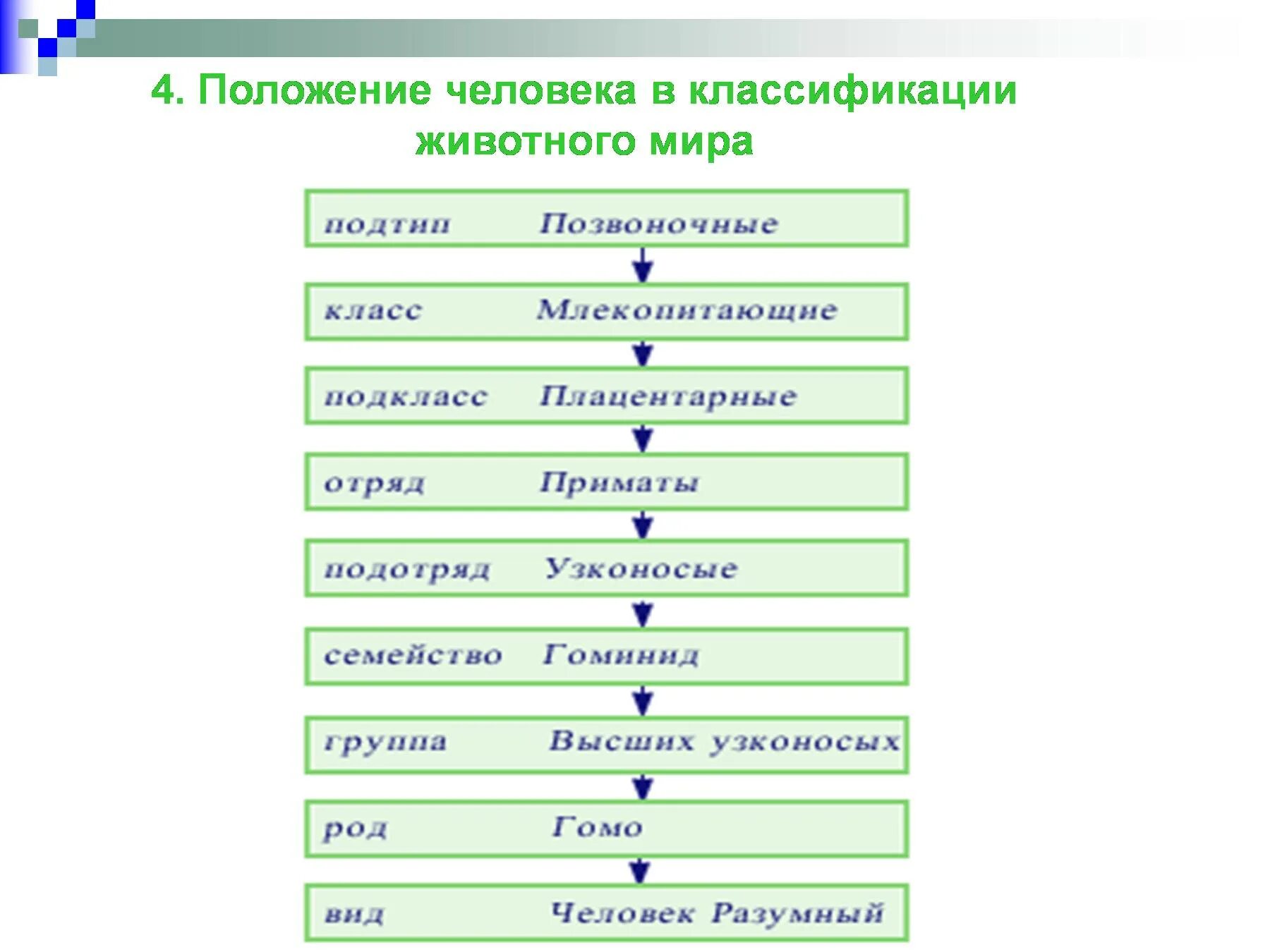 Тип класс подкласс. Положение человека в классификации.