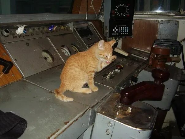 Кот железная дорога. Кот машинист. Кот электровоз. Кот в поезде. Кот Железнодорожник.