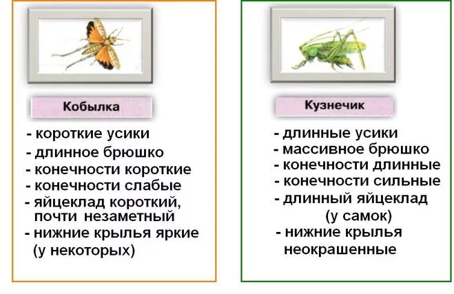 Информация про кобылку. Презентация про кобылку. Кобылка степная факты. Саранча презентация. Прямокрылые презентация.