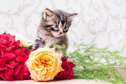 Котенок с цветами картинки