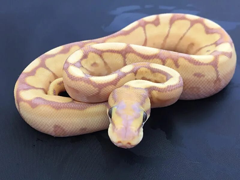 Pet project python