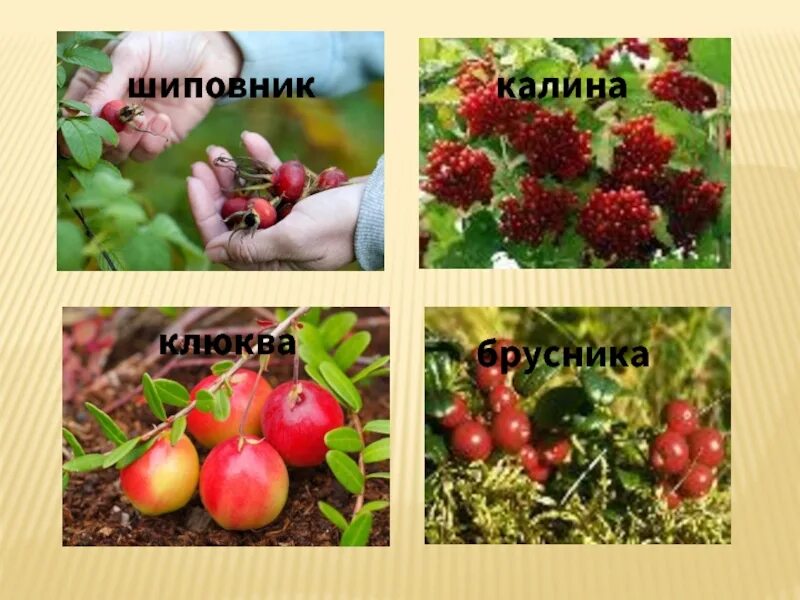 Клюква от в ех болезней. Клюква и калина. Клюква калина шиповник. Калина брусника клюква. Калина брусника клюква.