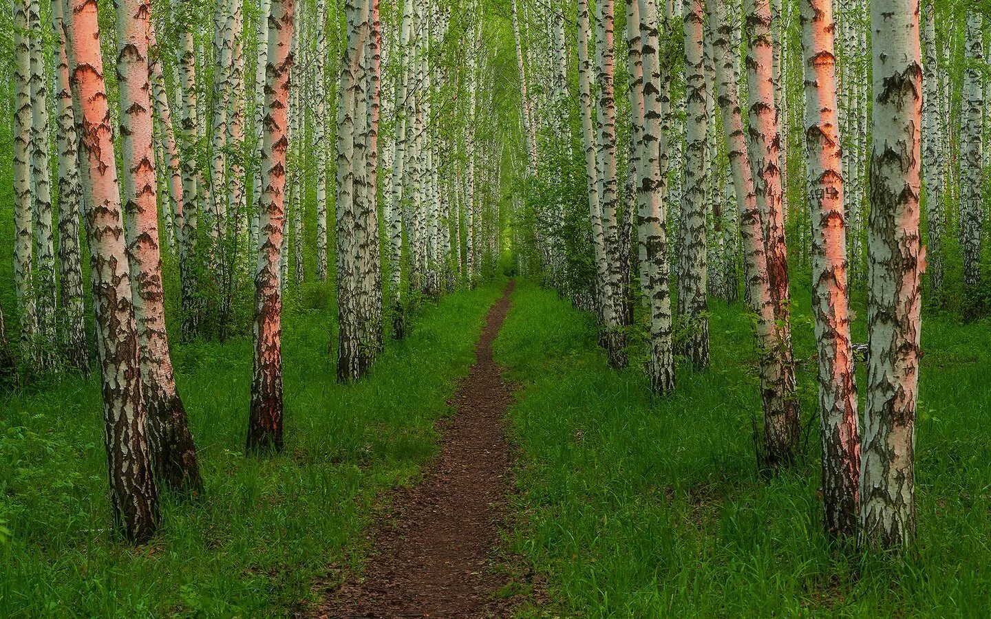 Много березок. Белоствольная береза. Много березок. Березовая роща ишимбай. Роща белоствольная.