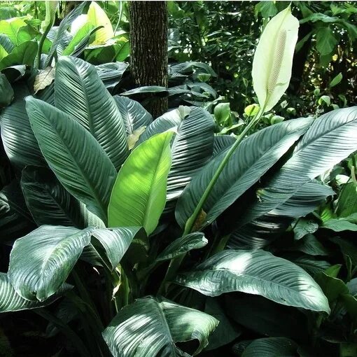 Спатифиллум сенсация. Спатифиллум сенсейшен. Спатифиллум сенсейшен. Спатифиллум сенсейшен. Спатифиллум сенсация вариегатный.