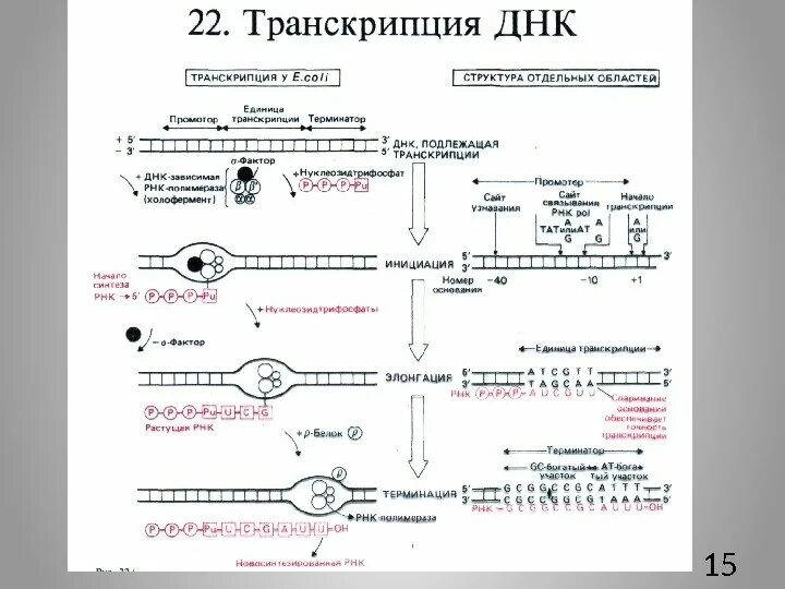 Транскрибируемая днк направление. Направление транскрипции ДНК. Схема транскрипции. Транскрипция ДНК схема процесса. Транскрипция ДНК этапы.