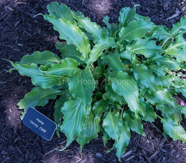 дети хост. дети хост. дети хост. Photohost. дети хост.