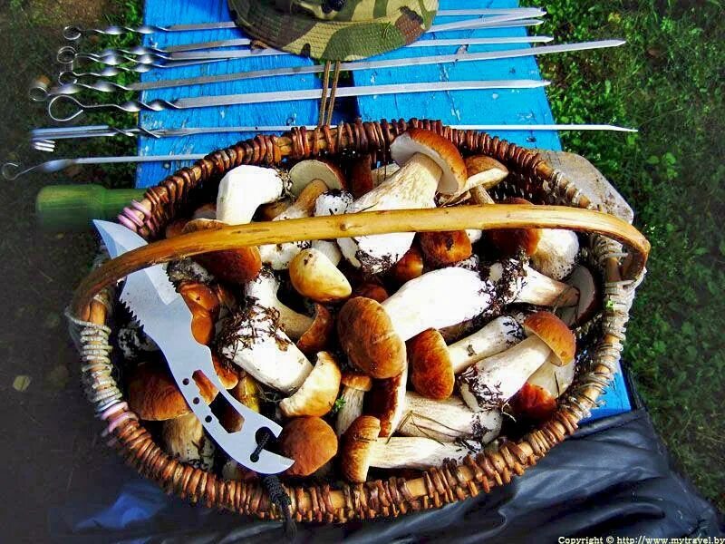 Гриб пила. Грибы в Молдавии. Молдавские грибы. Грибы тяжелая пища. Белый гриб в Молдавии.