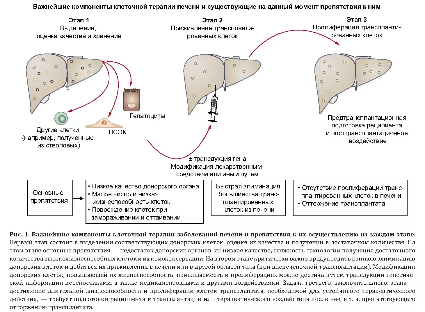 Стану донор печени. Отторжение трансплантата печени клинические рекомендации. Клеточная регенеративная терапия печени. Пересадка печени схема. Трансплантация печени при циррозе.