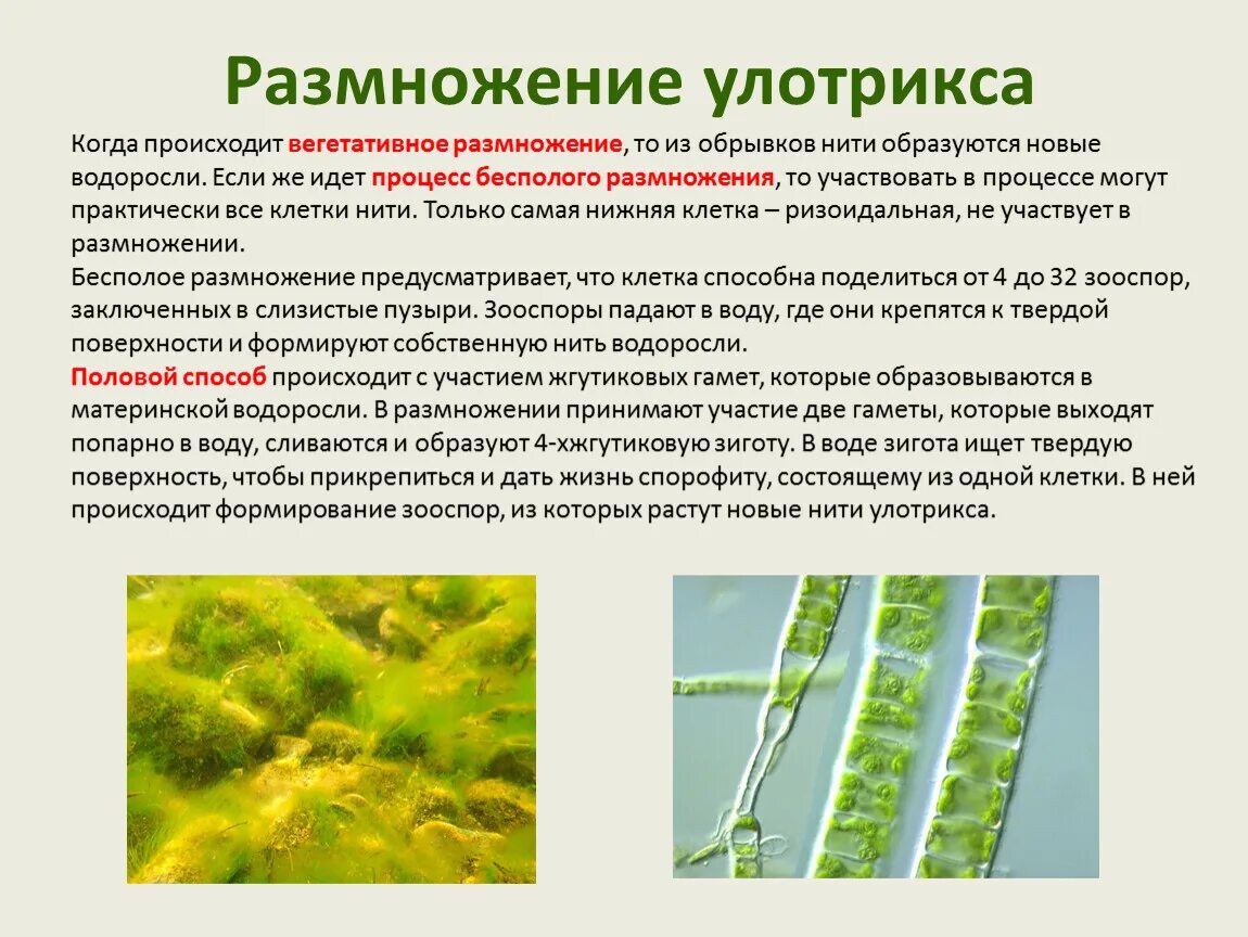 Какие водоросли размножаются. Размножение водоросли улотрикса. Размножение размножение улотрикса. Улотрикс половое размножение. Многоклеточные зеленые водоросли улотрикс.