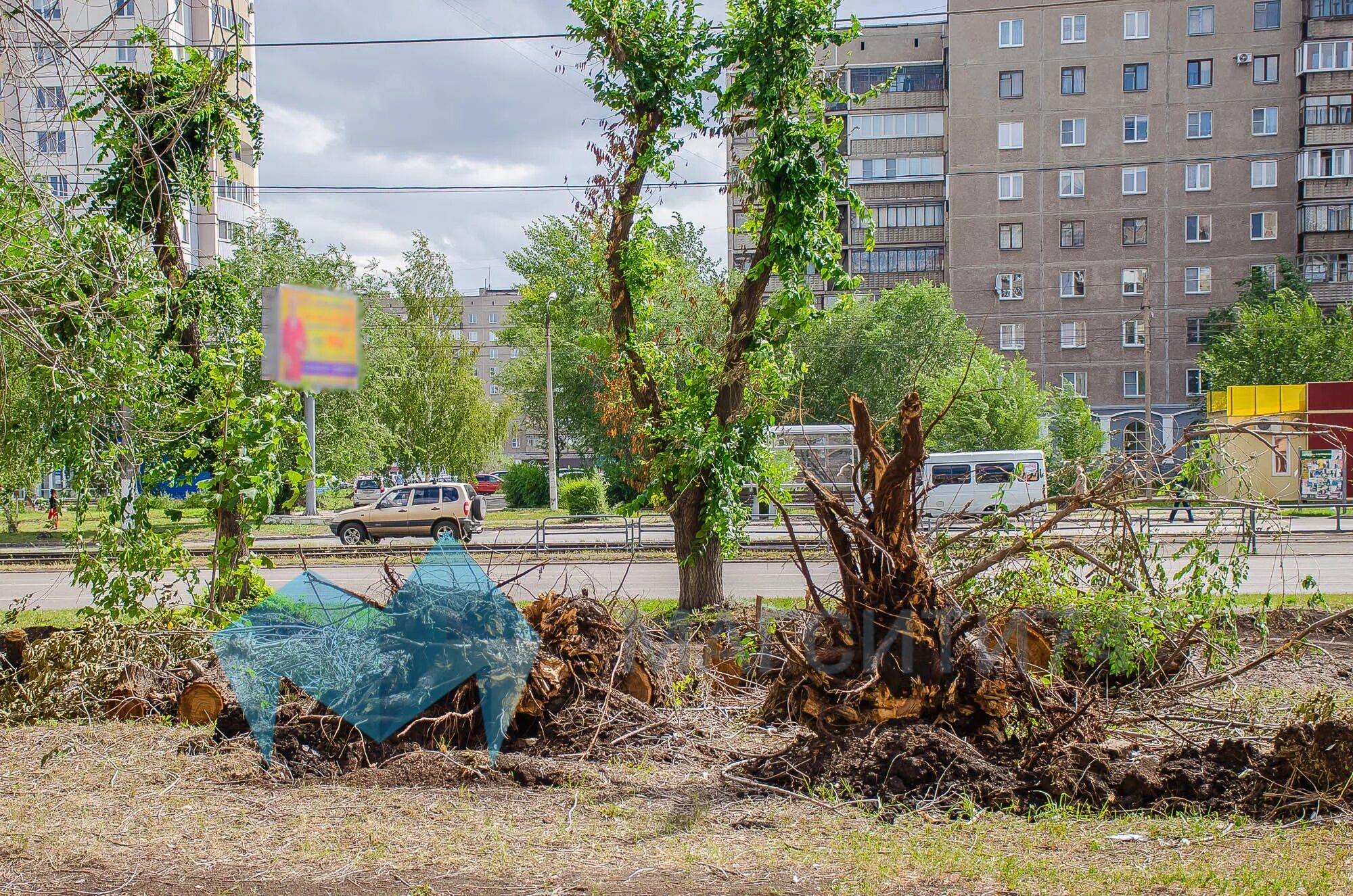 Вырубка деревьев в городах. Вырубка деревьев в городе. срубленные деревья в городе. рубка деревьев в городе. срубили деревья в городе.