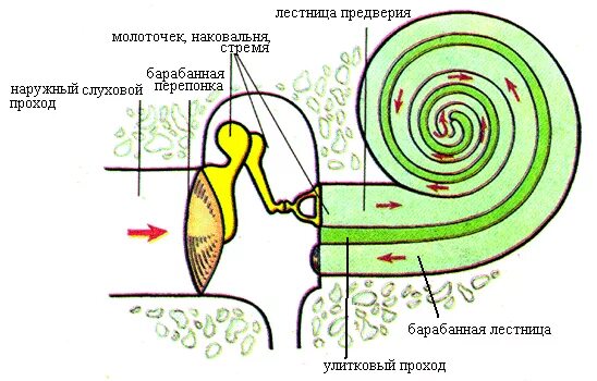 Улитка анатомия орган слуха. Строение улитки анатомия орган слуха. Схема внутреннего уха улитка. Орган слуха строение улитки. 3 отдела улитки