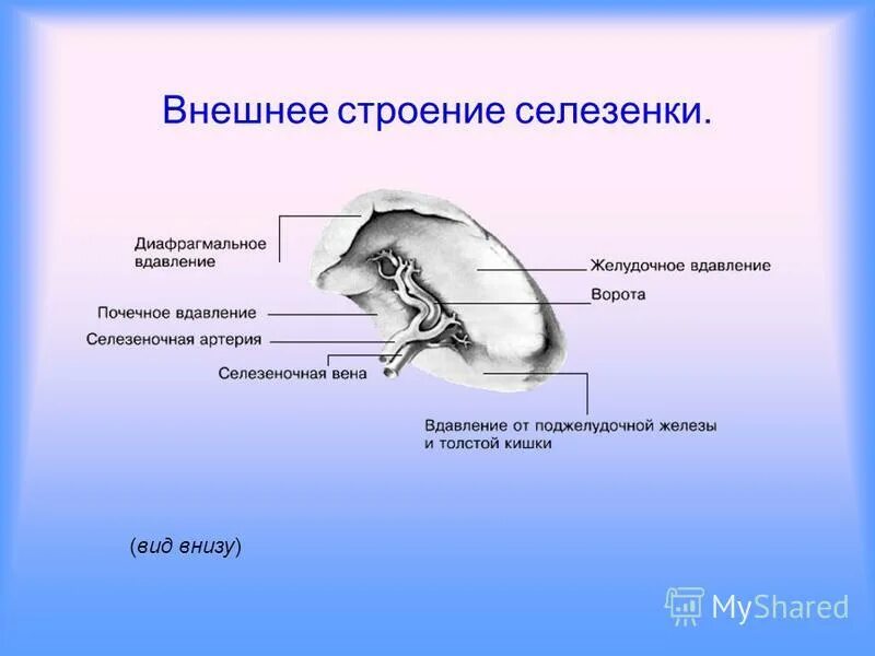 Строма селезенки. Строение селезенки животных. Строение селезенки животных. Строение стромы селезенки. Строение селезенки животных.