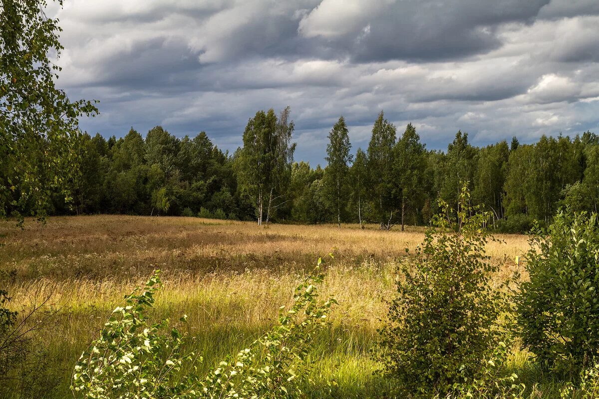 Зеленые перелески. Перелески Алтайского края. Среднерусский пейзаж. Пейзажи среднерусской природы. Береза в поле.