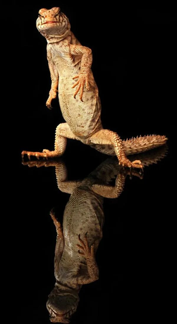 Танцующий геккон. Геккон танцует. Танцующая ящерка.