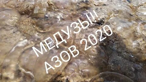 Голубицкая море медузы