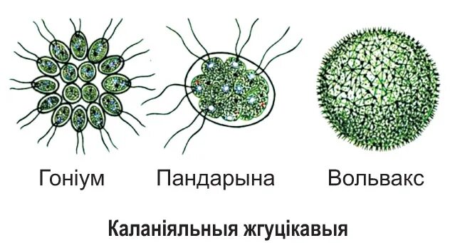 Одноклеточные определение и примеры Докажите что план строения тела одноклеточных соответствует общим чертам организ