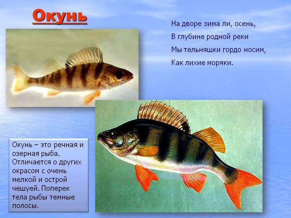 Рассказ про окуня. Доклад о рыбе окунь. Доклад про окуня. Окунь рыба описание для детей.