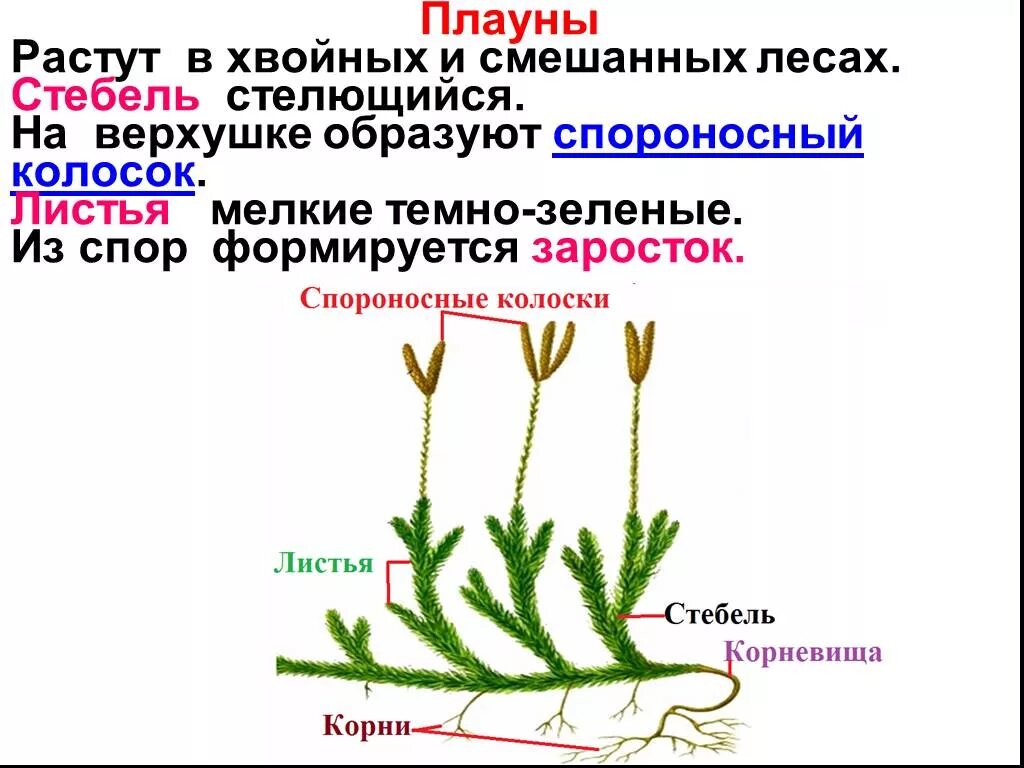 Спороносный побег плауна. Листья плауна спороносный колосок. Стебель плауна булавовидного. Плаун булавовидный листья.