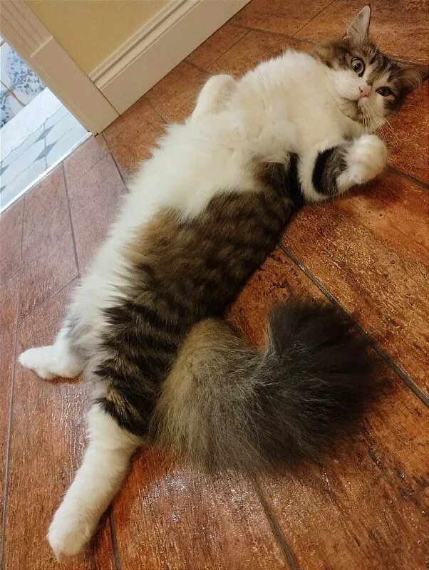 Кот аа. Кот аа