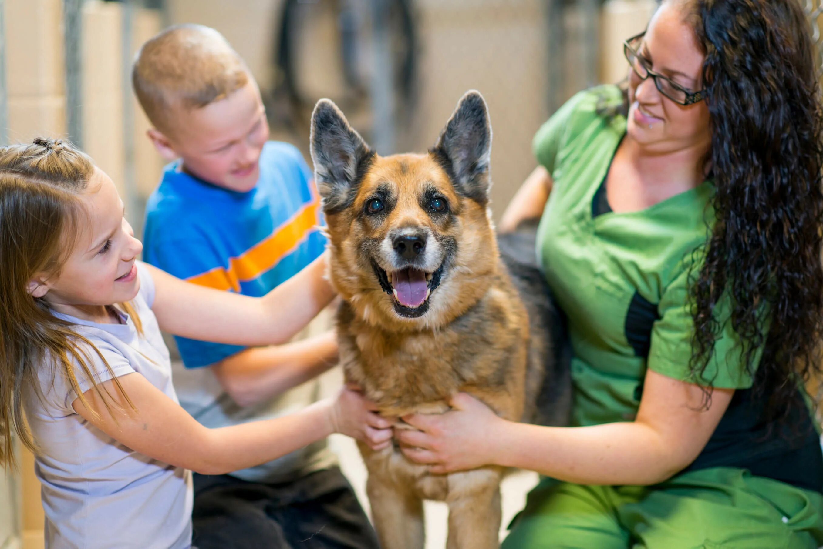 Volunteering at an animal shelter. Волонтеры в приюте для животных. Радостные животные приюта. Выбрать питомца. Пристройство животных из приюта.