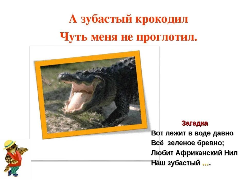 Загадка про крокодила. Загадка про крокодила для детей. загадки про крокодилов. детские загадки про крокодила.