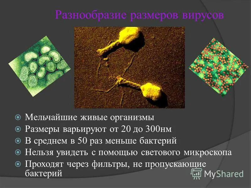 Сообщение о вирусах. Вирусы кратко. Вирусы и бактерии биология 5. Информация о вирусах. Сообщение о вирусах по биологии 10 класс.