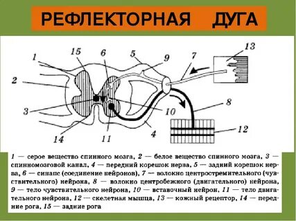 Тела нейронов в рефлекторной дуге