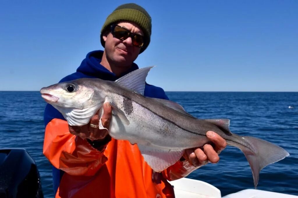королевская пикша. пикша атлантическая. пикша атлантическая. пикша фото рыбы. пикша (melanogrammus aeglefinus).
