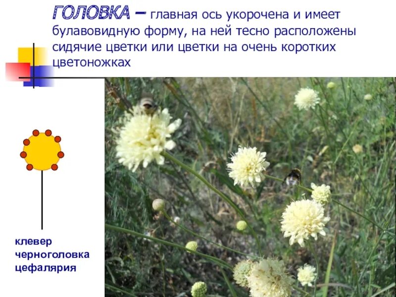 Соцветие головка характерно для. Растения с соцветием головка. растение с соцветием голо. цветы с соцветием головка. соцветие головка примеры.